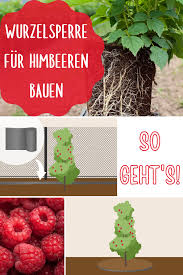 Wurzelsperre Fur Himbeeren Bauen Anleitung Gartendialog De Wurzel Himbeeren Himbeeren Pflanzen