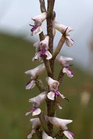 Image result for Disa aconitoides