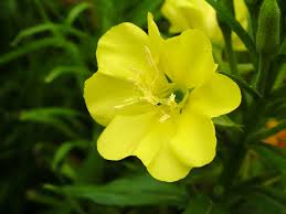 Image result for crimson and primrose flowers