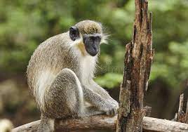Barbados Green Monkey The Green Monkeys Found In Barbados Originally Came From Sponsored Affiliate Affiliate Green Origi Barbados Green Stock Images