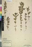 Image result for Stemodia serrata