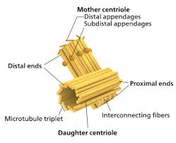 Centriole Wikipedia