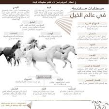 مصطلحات في عالم الخيل الخيول الخيل العربي الخيل العربية الخيل العربي الأصيل الخيول العربية اسطبل اسط animals beautiful arabian horse beautiful birds