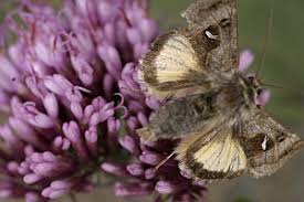 Image result for Syngrapha hochenwarthi