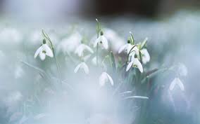 Herunterladen Hintergrundbild Schneeglockchen Fruhling Morgen Tau Blumen Fur Desktop Kostenlos Hintergrundbilder Fur Ihren Desktop Kostenlos Mit nur wenigen klicks kannst den hintergrund deiner webcam weichzeichnen. morgen tau blumen