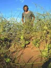 Image result for Cucumis kalahariensis