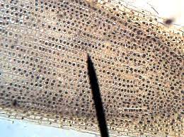 We did not find results for: Cell Biology