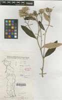 Image result for Vernonia guineensis