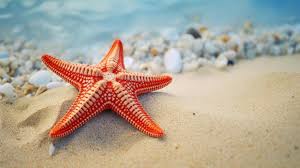 Image result for sea