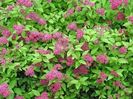 Tiny flowers measure 1 inch across, and the foliage is bright green. Pin On Pink Flowers