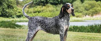 Why buy a bluetick coonhound puppy for sale if you can adopt and save a life? Bluetick Coonhound Dog Breed Profile Petfinder