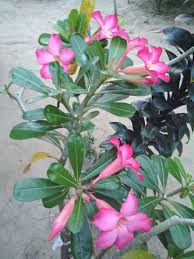 20 % sleepy % angry. Manfaat Bunga Kamboja Bagi Kesehatan The Benefits Of Cambodian Flowers For Health Steemit