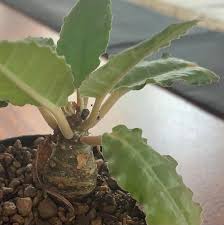 Image result for Cyphostemma hereroense