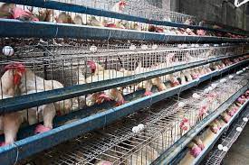 Poultry in the united kingdom agriculture industry in europe global meat industry meat industry in europe. Poultry Stocks On The Rise The Star