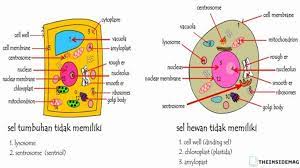 Bentuk sel hewan tidak tetap karena hanya memiliki membran plasma, sedangkan sel tumbuhan memiliki bentuk yang tetap karena memiliki dinding sel. 20 Perbedaan Sel Hewan Dan Sel Tumbuhan Tabel