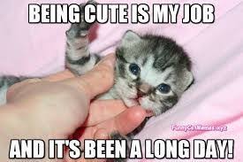 Image Result For Cutest Cat Memes Ever Cute Cat Memes Funny Cat Memes Kittens Funny