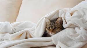 Kedi Nezlesi Nedir Nasil Tedavi Edilir Evcil Hayvan