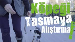 Kopegimi Tasmaya Nasil Alistiririm Youtube