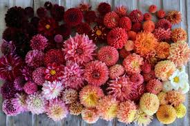 Check spelling or type a new query. Dahlia Guide All About Dahlias For Weddings 14 Stunning Photos