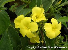 Image result for Reinwardtia indica