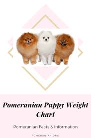 Pomeranian Weight Chart Pomeranian Puppy Pomeranian