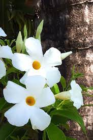 Maybe you would like to learn more about one of these? Mandevilla And Dipladenia Care Pruning Repotting And Telling Them Apart