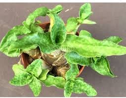Image result for Ledebouria cordifolia