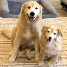 Preserve the love of your pet when they are no more alive in this world and convert their memories into a cloned pet. Custom Dog Stuffed Animals Custom Dog Plush Replicas From Your Photos Custom Pet Replicas