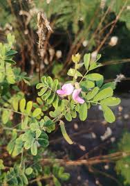 Image result for Tephrosia villosa