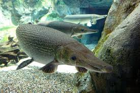 Projek ternakan ikan air tawar february 22, 2013 ikan air tawar 0 nelayan digalak sertai projek ternakan ikan air tawar sebagai sumber pendapatan kedua setiu, 14 feb (bernama) — nelayan di negara ini digalak menyertai projek ternakan ikan air tawar sebagai sumber pendapatan kedua selain menangkap ikan di laut, kata menteri pertanian dan industri asas tani datuk seri noh omar. Potensi Penternakan Ikan Air Tawar