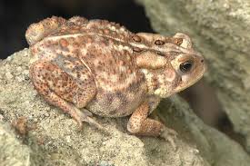 A Gallery Of North American Frogs And Toads Hgtv