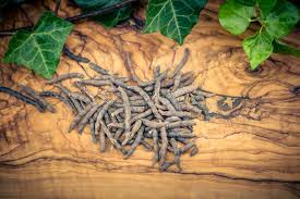 Image result for Xylopia aethiopica