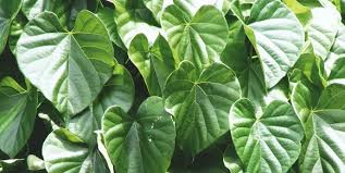 Image result for Â à¤à¤¿à¤²à¥à¤¯ à¤²à¤¤à¤¾/à¤¬à¥à¤² à¤¹à¥