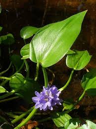 Image result for Monochoria