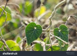 Image result for Pergularia daemia