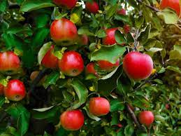 Assessing frost and freeze damage to flowers and buds of fruit trees. Home Orchard Fruit Trees Not Bearing Fruit