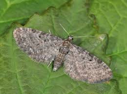 Image result for Eupithecia subfuscata