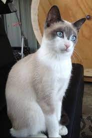 Catsville Snowshoes - Skiboots Melba Snowshoe Cat Cute Cat Breeds Snow Shoes