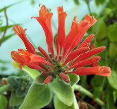 Image result for Dicliptera verticillata