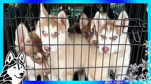 Https Www Youtube Com Watch V Rdmwnrlmv 4siberian Husky Puppies So Many Puppies Help Us Help Huskies Siberian Husky Husky Puppy Siberian Husky Puppies