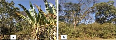 Traditional agroforestry practices in ethiopia the most common agroforestry practices in ethiopia include park to resolve the problem, developing sustainable agricultural system is very crucial. Comparative Analysis Of Carbon Stocks In Home Garden And Adjacent Coffee Based Agroforestry Systems In Ethiopia Springerlink