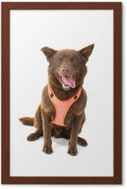 The show (or bench) kelpie and. Poster Schokoladenbraun Australian Kelpie Auch Als Kelpie Oder Barb Bekannt Pixers Wir Leben Um Zu Verandern