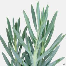 Image result for Senecio greenwayi