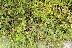 Image result for Phyllanthus paxii