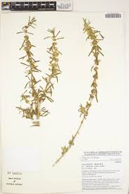 Image result for Achyrospermum schimperi