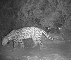 I'm not an expert, but it looks like a mountain lion so we sent the pictures to auburn, donnelly said. 11 Photos To Have You Feline Fine On International Cat Day U S Department Of The Interior