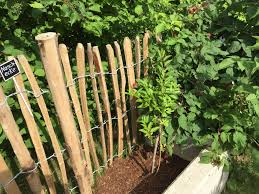 Naschecke Mit Himbeeren Und Brombeeren Garten Garten Ideen Pflanzen