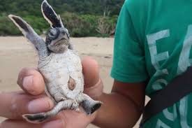 Once you know what type of turtle it is, you have much of the information you need to help it to safety or provide appropriate accommodations. Indonesian Baby Sea Turtles Make A Break For Freedom