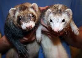 All food given to ferrets 16 weeks or younger should be moistened for easy consumption. Is A Ferret The Right Pet For You Pethelpful