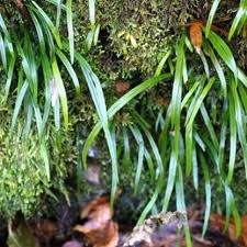 Image result for Vittaria